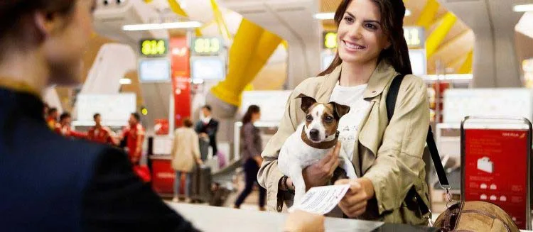 como passar na imigração com o cachorro